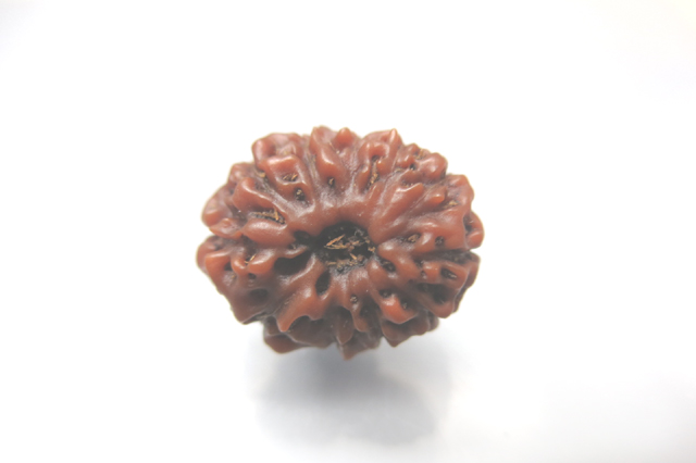 rudraksh-01