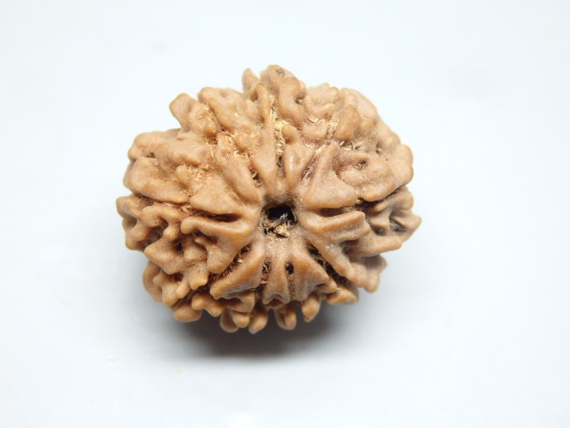 rudraksh-01