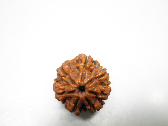 rudraksh-01