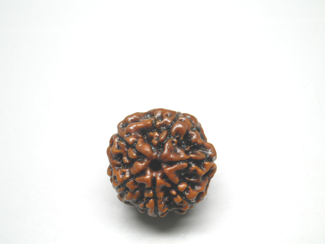 rudraksh-01