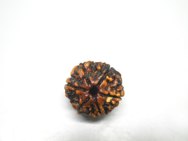 rudraksh-01
