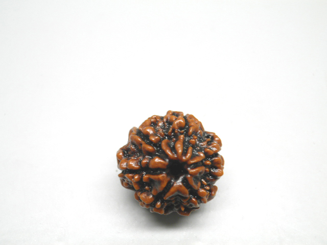rudraksh-01