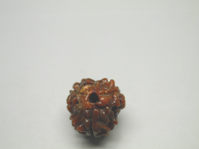 rudraksh-01