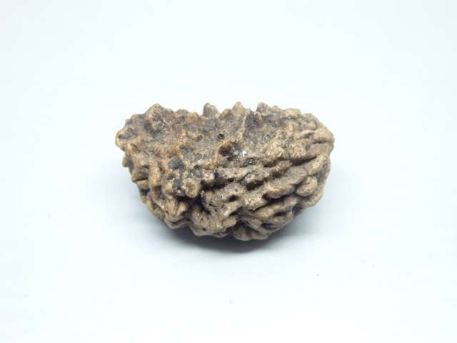 rudraksh-01