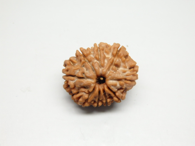 rudraksh-01