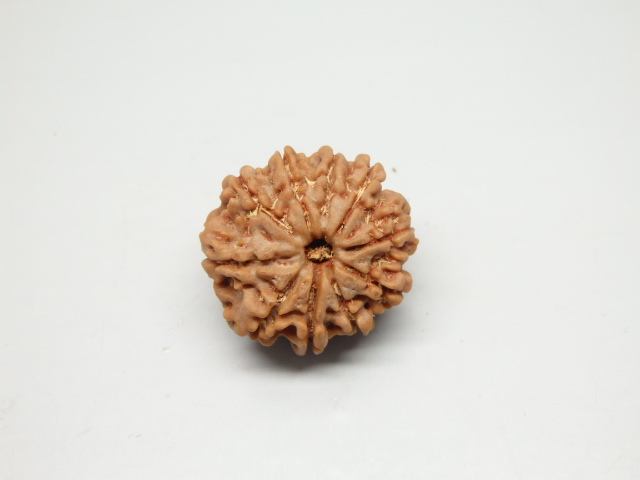 rudraksh-01