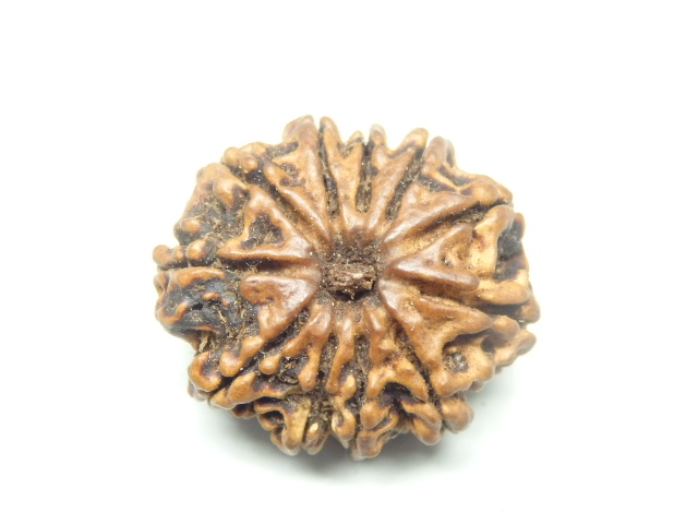 rudraksh-01