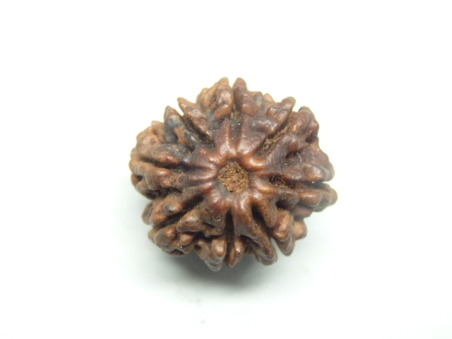 rudraksh-01