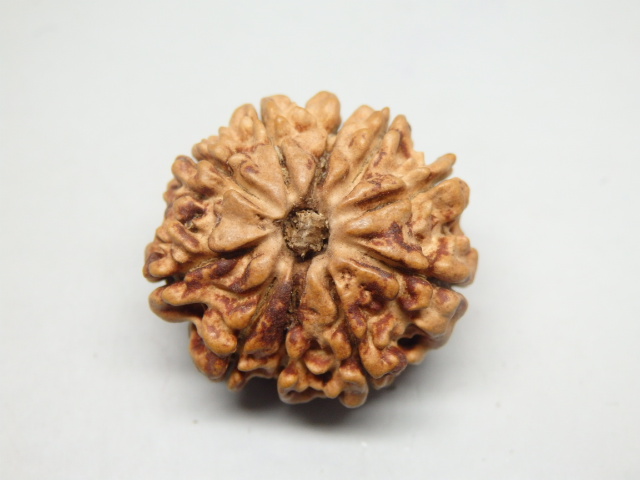 rudraksh-01