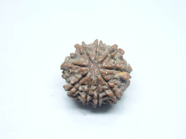 rudraksh-01