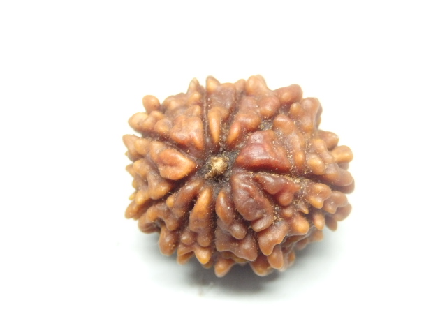 rudraksh-01