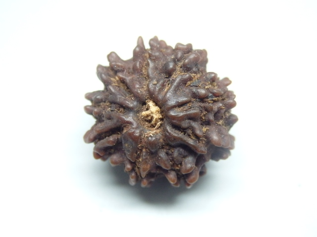 rudraksh-01