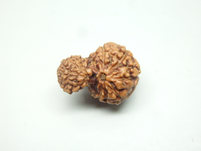 rudraksh-01