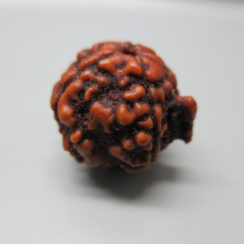 rudraksh-01